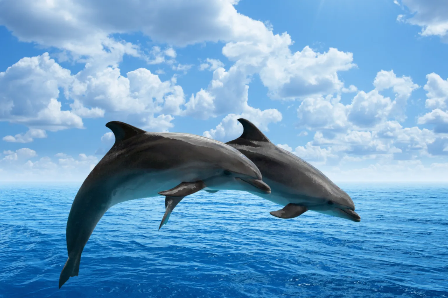 2-Hour Dolphin Cruise